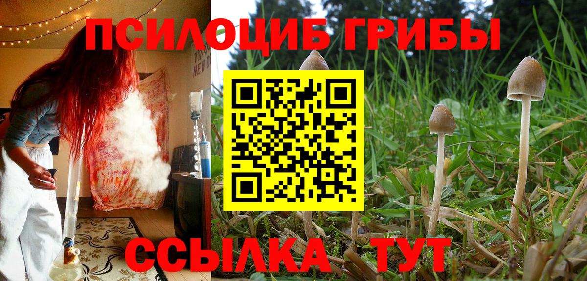 Псилоцибиновые грибы Psilocybine cubensis Городец